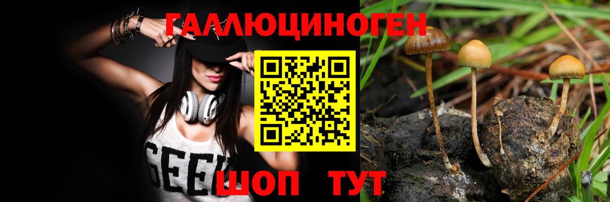 Егорьевск  Галлюциногенные грибы Cubensis  Вход с VPN 